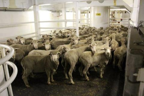 WA sheep exporter to fight cruelty charges
