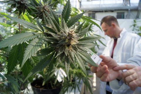 MGC triples medical cannabis patients in a month
