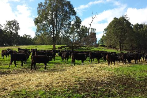 $22m sale of WA cattle stations