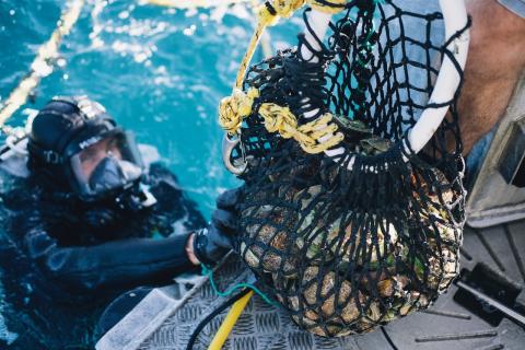 Abalone exporter to raise $2.9m