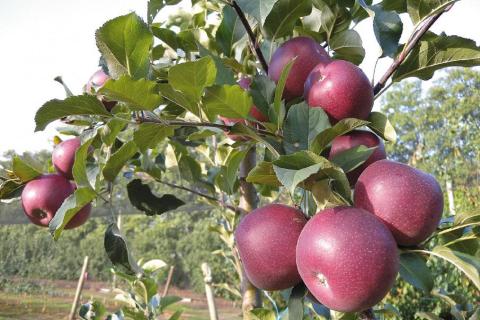 Plans for Bravo to go international