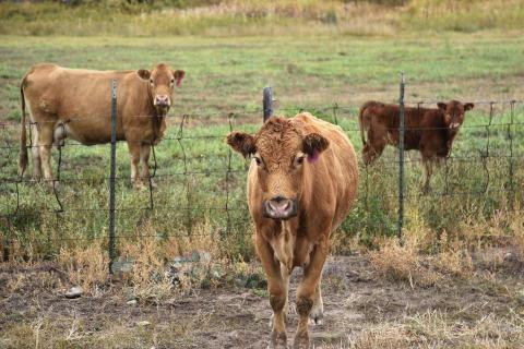 Harvest Road makes progress on $51m feedlot plan