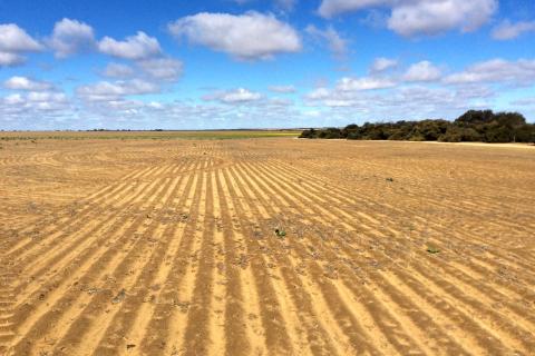 WA crop production down on low rainfall