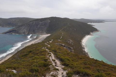 The virus and an accidental tourist