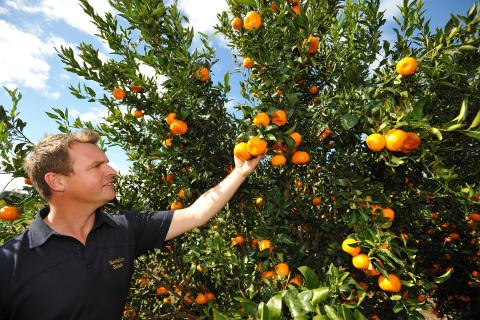 Alterra taps Harvey grower for avocado data & expertise