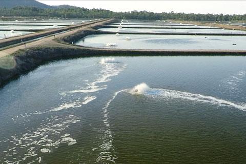 Seafarms raises $12.5m