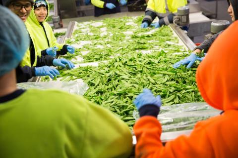 Food producers’ labour squeeze