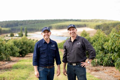Alterra, Casotti Group partner on 300ha orchard