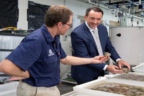 WA researchers breed rare oyster species