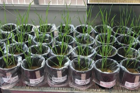 Lithium Australia to produce fertiliser supplements from spent batteries