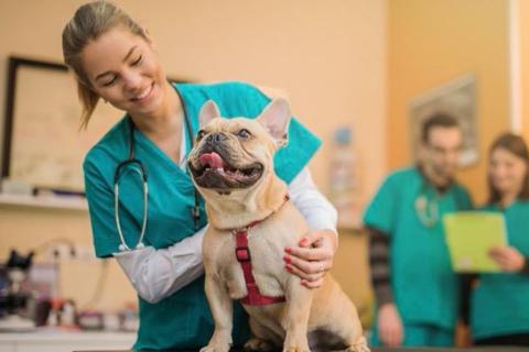 PharmAust K9 anti-cancer drug pulls off remarkable cancer turnaround