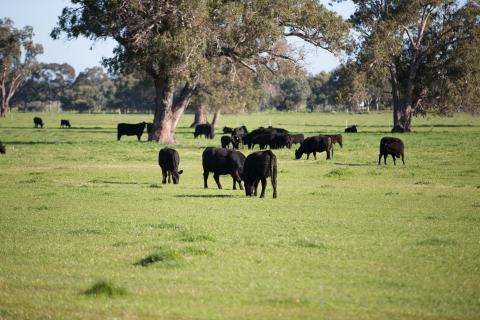 Federal Court rules live export ban 'unreasonable'