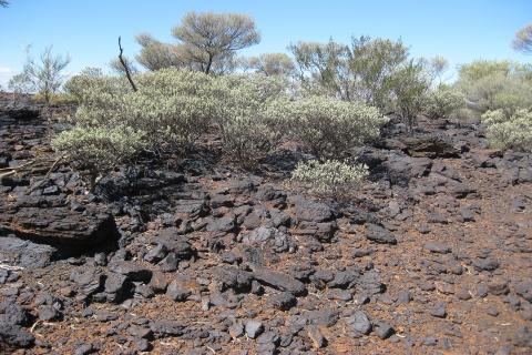 Element 25 gears up for manganese production in the Pilbara