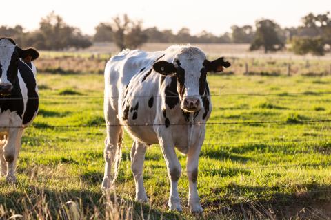 Brownes to make cheddar for local market