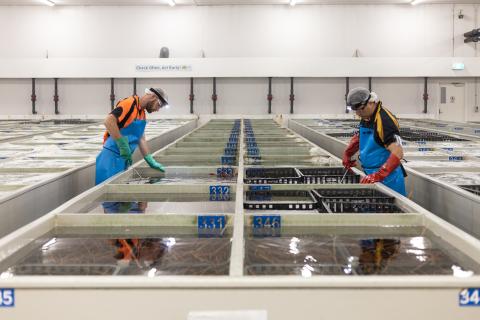 Farm, seafood freight flights to continue