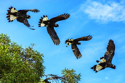 Seven threatened species and  how WA is protecting them