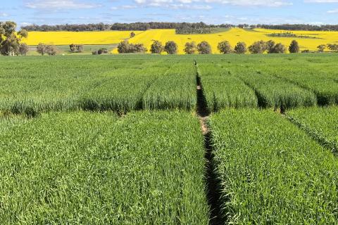 Ag trade a blunt tool to ensure compliance