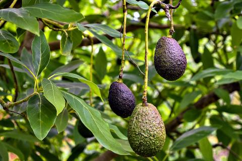 Alterra plants first avocado trees at Carpenters