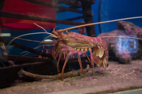 Delayed lobster exports clear China customs