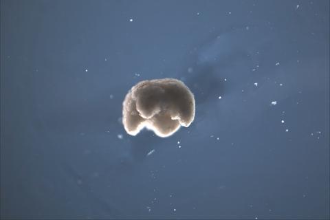 Xenobots: AI meets molecular biology