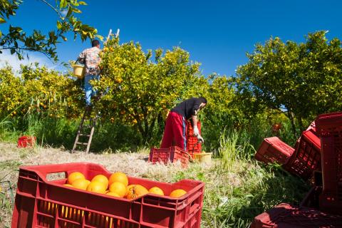 Seasonal worker shortage to bite