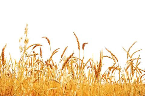 La Niña hit and miss for WA grain