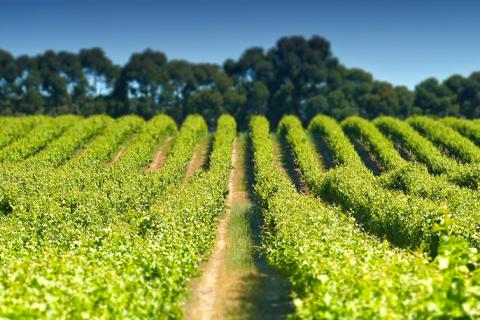 Difficult finding Aussie farm workers: PM