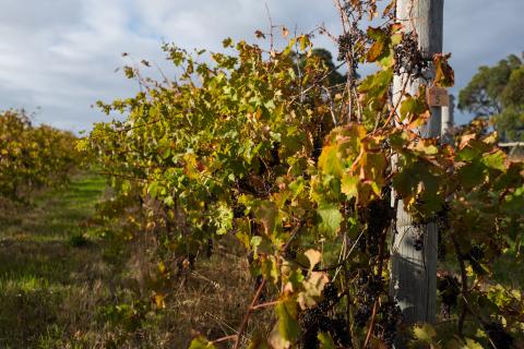 Liquidator wins fight to sell winery assets