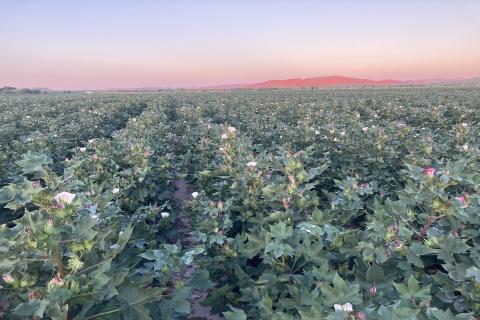 Cotton gin gets $4m boost