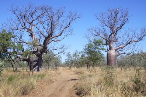 King River serves up high-grade Kimberley gold