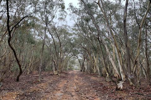 Godolphin hits more gold in hot Lachlan Fold Belt