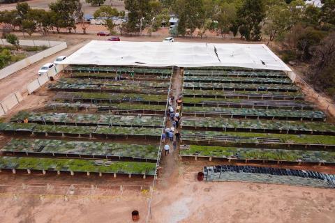 Grower group opens Boola Boornap tree farm