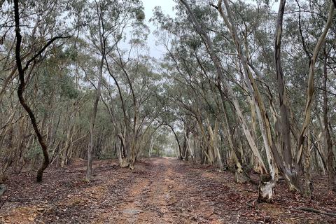 Godolphin makes 43m gold hit in Lachlan Fold Belt