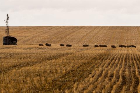 Impact of China sanctions limited: study