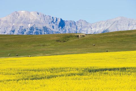 Canadian woes lift canola prices