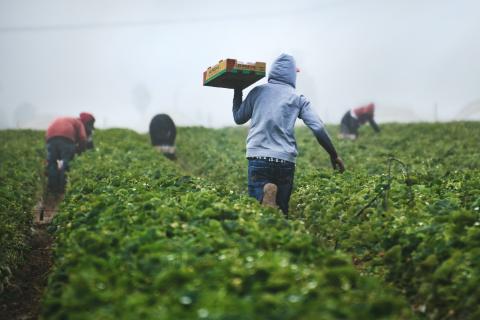New agriculture visa promised this year