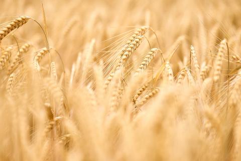 China eyes WTO process on Aussie barley