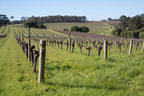 China tariffs hit Australian wine exports