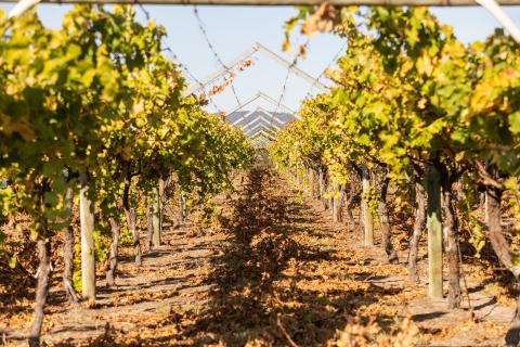 FTA favours wine, red meat producers