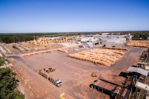 Pine shortage prompts calls for government to act