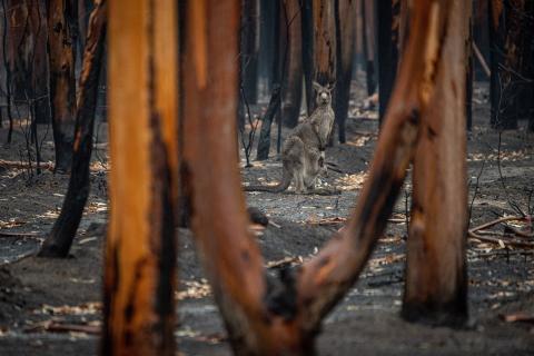 Emergency minister defends bushfire grants