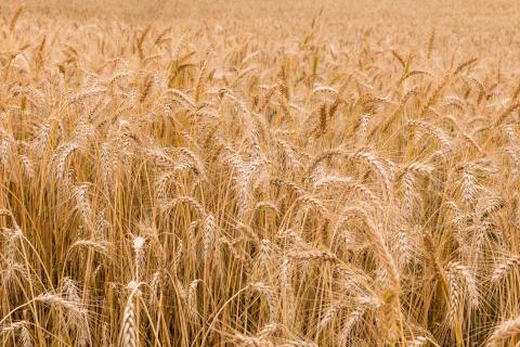 Largest ever grain crop expected