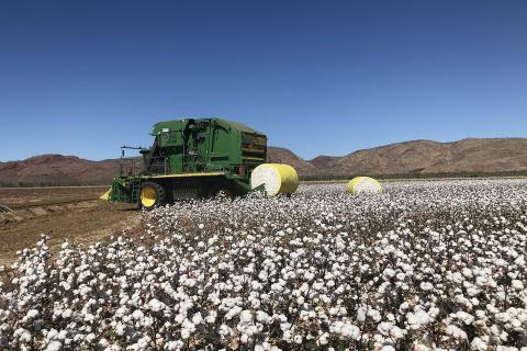 WA’s cotton industry to be reborn