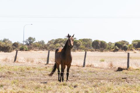 Five jockeying for Perth Racing board