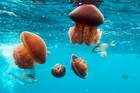 WA marine lab to examine reef impacts