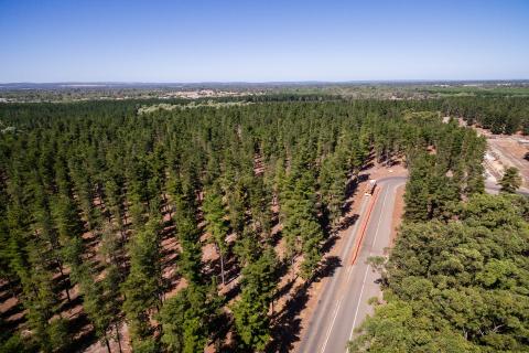 Logging ban blindsides industry, $350m plan to combat timber shortage