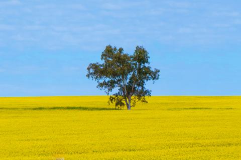 Farm boost with new agricultural visa