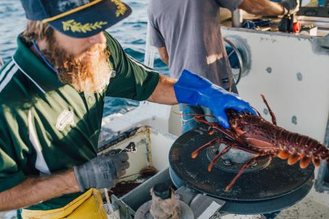 Western rock lobster to be more accessible for festive season