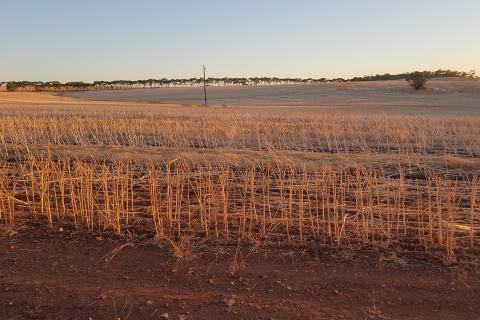 Record-breaking harvest reaches 24mt