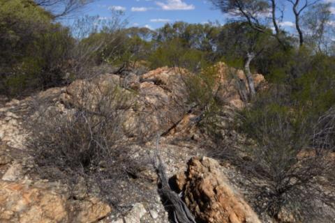 Venus moves into lithium orbit